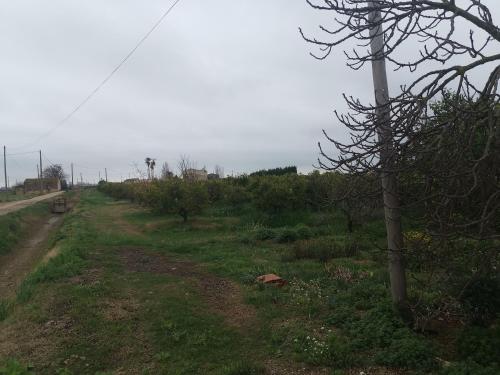 a dirt road with a telephone pole in a field at Casa Rural Masia d'en Gall in L'Aldea