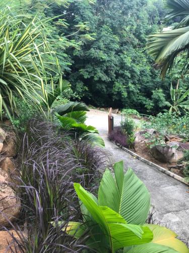 a garden with green plants and a path at Rock and Palm Lodge Self catering appartment in Baie Lazare Mahé