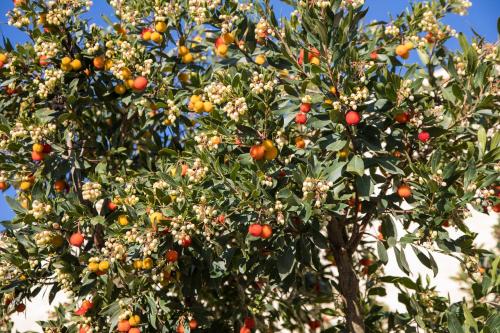 Φωτογραφία από το άλμπουμ του MASSERIA LILEI σε Lizzanello
