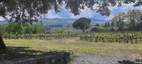a field of vines with mountains in the background at La finestra sul vigneto in Castiglione di Sicilia