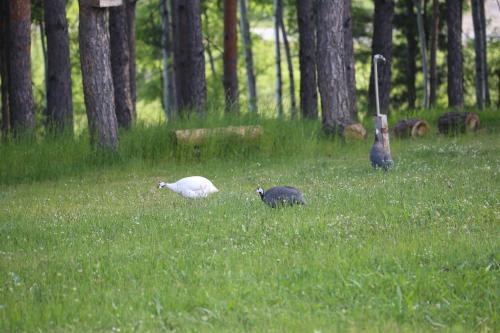 two birds standing in the grass in a field at Vilas Ambasador Bratin Dol in Bitola