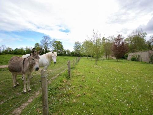 a donkey and a white horse standing next to a fence at Maison spacieuse à Saint-Martin-des-Entrées avec jardin in Saint-Martin-des-Entrées