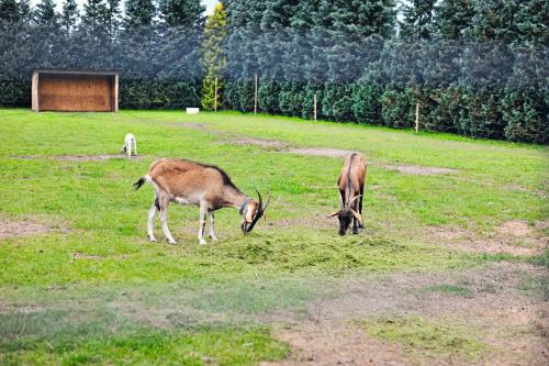 two gazelles eating grass in a field at Farma Serock in Serock