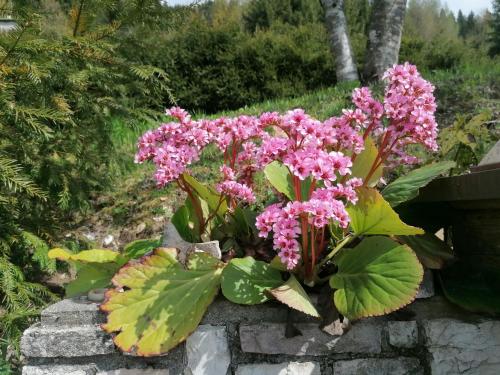 Ảnh trong thư viện ảnh của Baita Agaz ở Sovramonte
