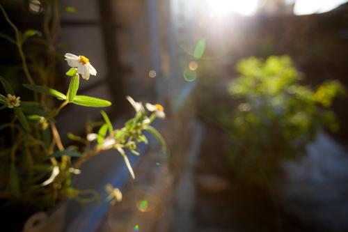 a white flower sitting on top of a plant at The Nest - A Romantic Vacation Home in Ein Kerem - Jerusalem in Jerusalem