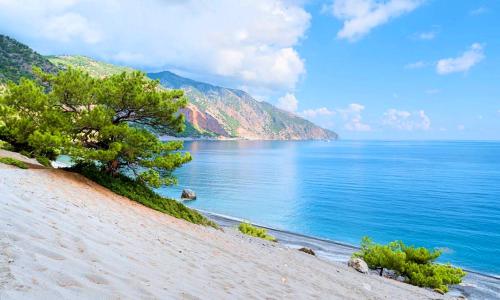 a tree on the side of a beach next to the water at Villa Barozziana Private Heated Pool & Jacuzzi in Rethymno Town