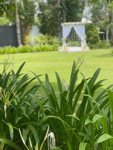a group of plants in a yard with a field at Villa Crystals in Colombo