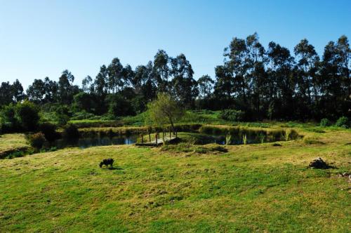 a cow grazing in a field next to a river at Casa Da Seiceira in São Teotónio