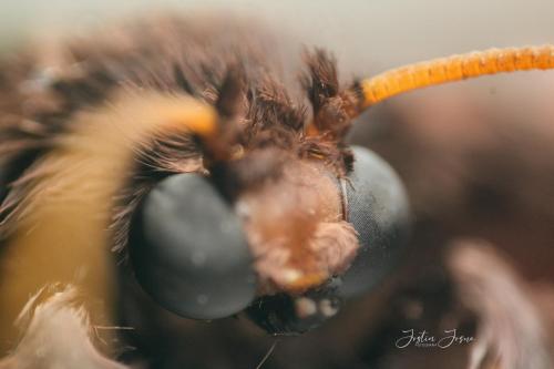 a close up of a spider holding a bunch of grapes at Hostal Casa Blanca in El Coca