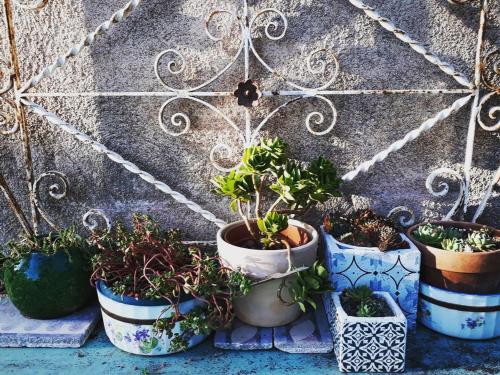 a group of potted plants sitting next to a wall at Maison de campagne idéale pour familles, cavaliers, animaux acceptés, avec jardin clos et tout équipé. - FR-1-489-172 in Barrais-Bussolles