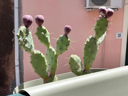 a prickly pearuanauanauanauanauanauanauanauanauanauanauana at donna serena Aci Castello in Aci Castello