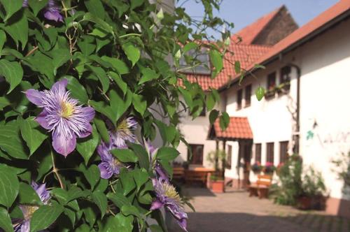 un arbusto con flores púrpuras delante de un edificio en Pension Gästehaus Kachelofa, en Vaihingen an der Enz