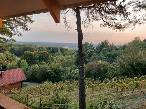 a view of a vineyard from the porch of a house at Polana in Lipowiec
