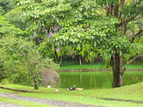 a duck swimming in a pond in a park at Refúgio da família - serra & lago in Guapimirim