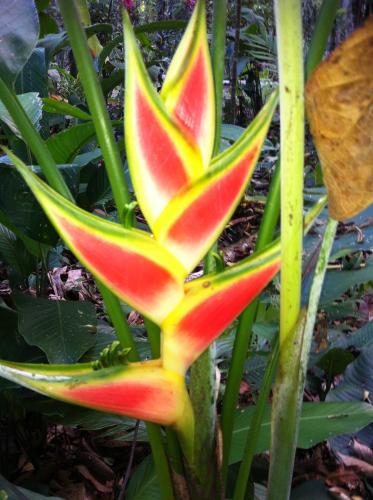 a close up of a watermelon plant at Mar Verde Lodge in Puerto Viejo