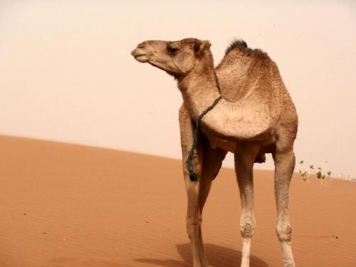 a camel standing in the sand in the desert at Le Drom'blanc in Mhamid