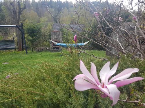 a pink flower in a yard with a bench at Skały Spały in Przesieka