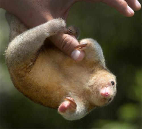 a person holding a squirrel in their hand at Cabinas Chazu #2 in Quepos