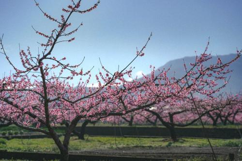 a row of trees with pink flowers on them at Kominkayado LOOF Sakanoie in Fuefuki
