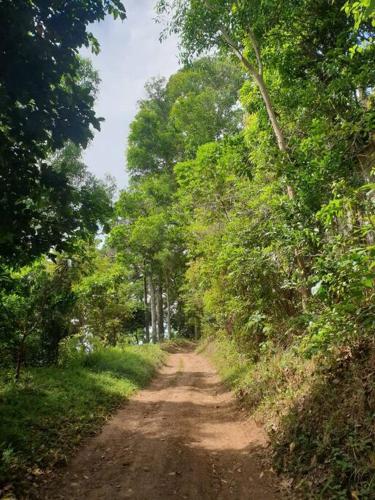 a dirt road in the middle of a forest at CAMP TREEHOUSE • COTTAGE • POOL • JACUZZI in Antipolo