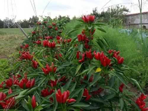 a bunch of red flowers in a garden at Agriturismo Cascina del Peso in Leinì