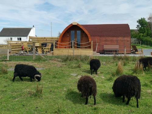 a group of sheep grazing in a field in front of a cabin at Achmeney Glamping larger than Average pod in Halkirk