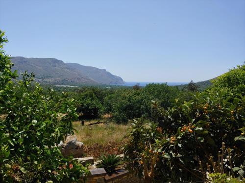 a field of orange trees with mountains in the background at Milios Studios in Megálon Choríon