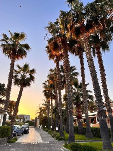 a row of palm trees in a parking lot at Hotel Parco Delle Agavi in Ischia