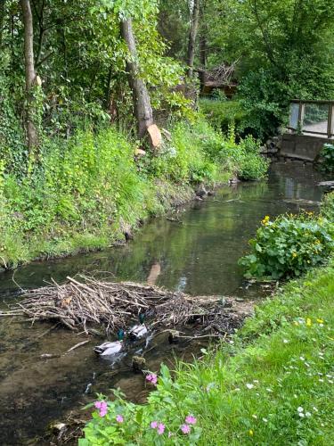 a stream with a group of birds in the water at LE GAI LO GITE in Villers-Pol