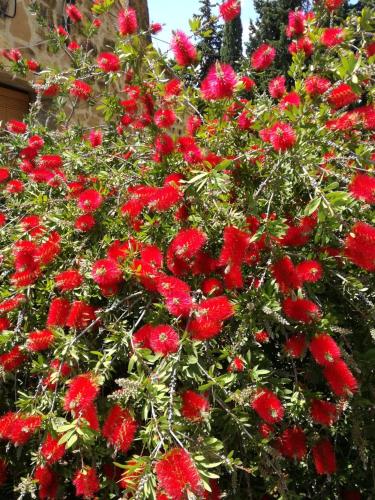 a bunch of red flowers on a bush at EL PINAR DE BARDENA in Carcastillo