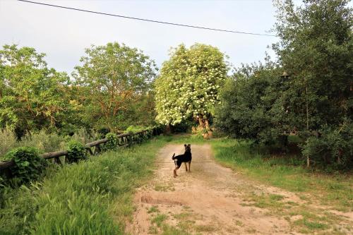 a black dog walking down a dirt road at Masia Sagués in Poblet