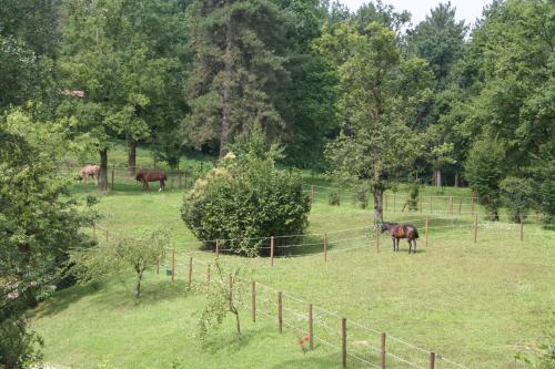 Animales en el bed & breakfast o alrededores