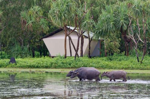 two rhinos walking through the water in a river at Bamurru Plains in Point Stuart