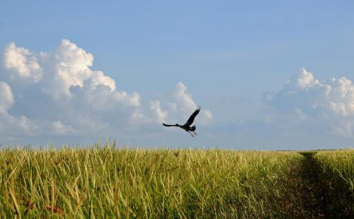 a bird flying over a field of tall grass at Bamurru Plains in Point Stuart