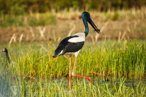 a bird standing in the water with a fish in its mouth at Bamurru Plains in Point Stuart