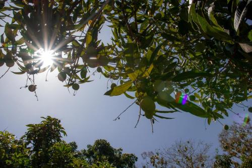 a sun shining through the leaves of a tree at Entre Bosques Tayrona in Los Naranjos