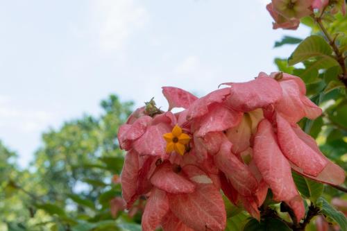 a pink flower with a yellow center on a tree at Entre Bosques Tayrona in Los Naranjos