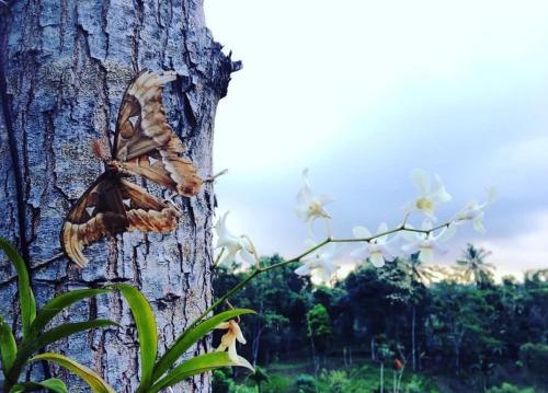 Fotografie z fotogalerie ubytování Sky garden Lombok v destinaci Tetebatu