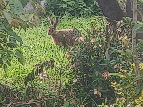 a rabbit is standing in the grass at Chambre d'hôtes Au Chant des Vents in Thurageau