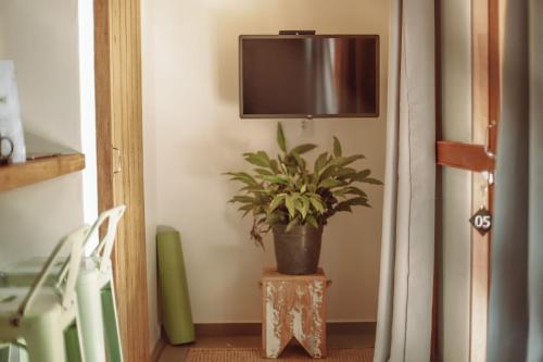 uma planta em vaso sentada numa mesa ao lado de uma TV em Villa Estrela Bungalow em Itacaré