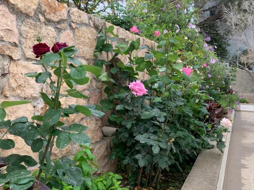 a stone wall with roses and other plants at Studios Irene in Skala