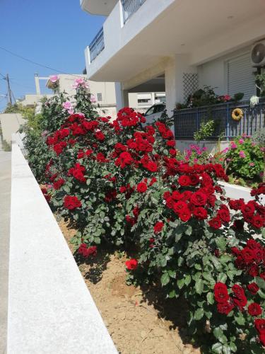 Elva Creta