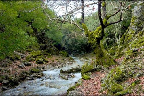 a stream in the middle of a forest at Stella in Panasós