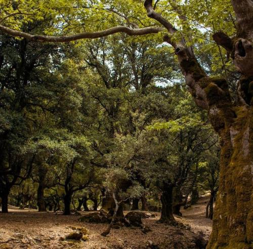 a group of trees in a field with leaves at Stella in Panasós