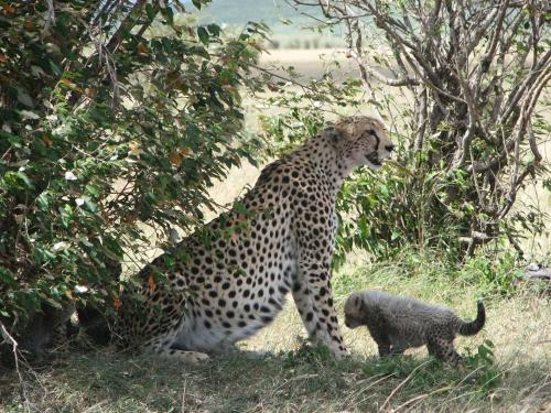 Gallery image of Maasai Simba Camp in Amboseli