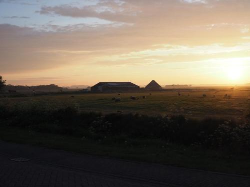 a field with a herd of animals in the sunset at Hotel-Restaurant Loodsmans Welvaren in Den Hoorn