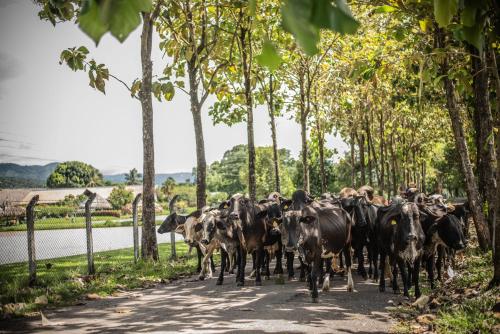 a herd of cows walking down a road at Hotel Brisas La Gaviota Mariquit-Tolima in Mariquita