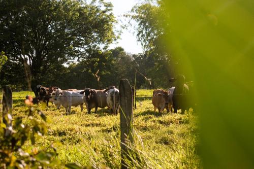 a herd of cows standing in a field at Hotel Brisas La Gaviota Mariquit-Tolima in Mariquita