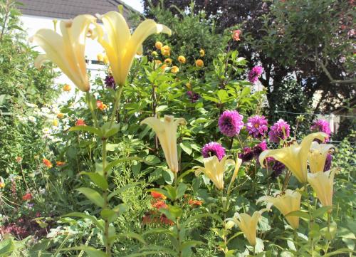 a garden filled with lots of different types of flowers at Ferienwohnung Hofmann in Bad Kreuznach