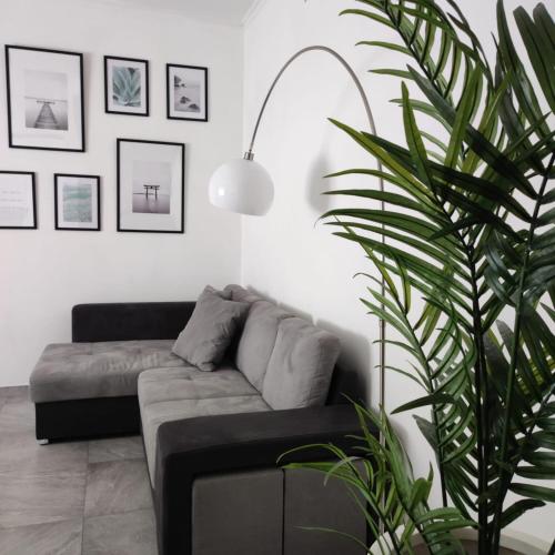 a living room with a couch and a plant at Dibbio's house in Guidonia